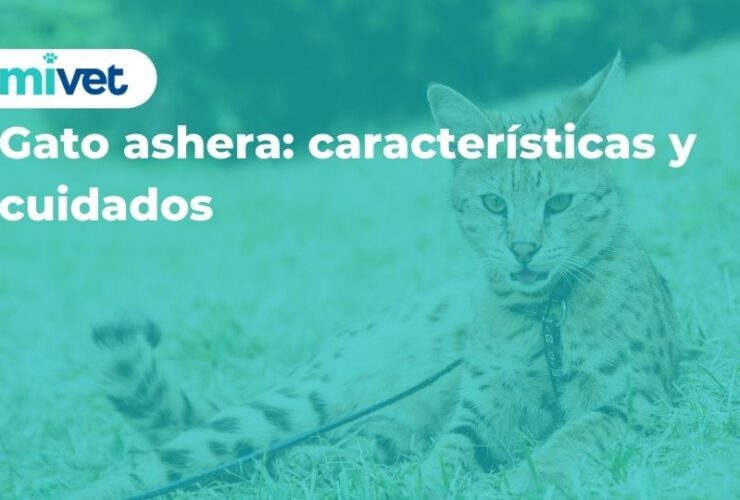 Gato ashera: características y cuidados