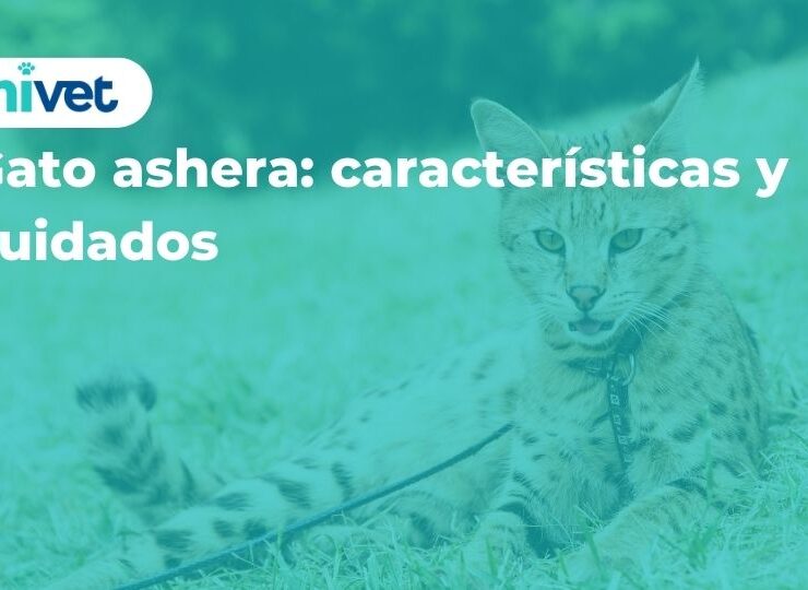 Gato ashera: características y cuidados