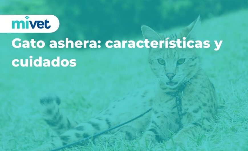 Gato ashera: características y cuidados