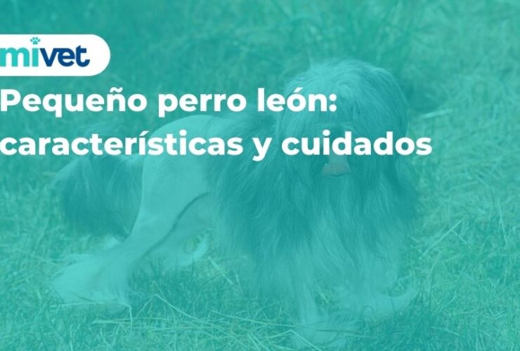 Pequeño perro león: características y cuidados