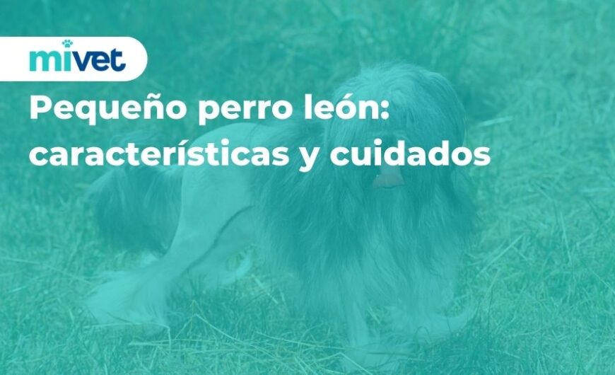 Pequeño perro león: características y cuidados