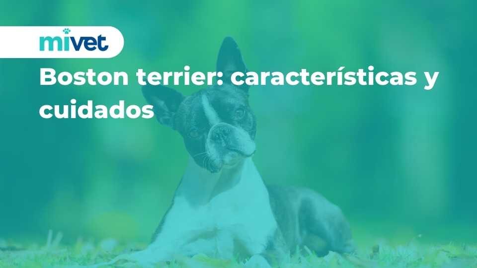 Boston terrier: características y cuidados