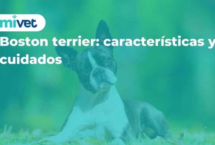 Boston terrier: características y cuidados