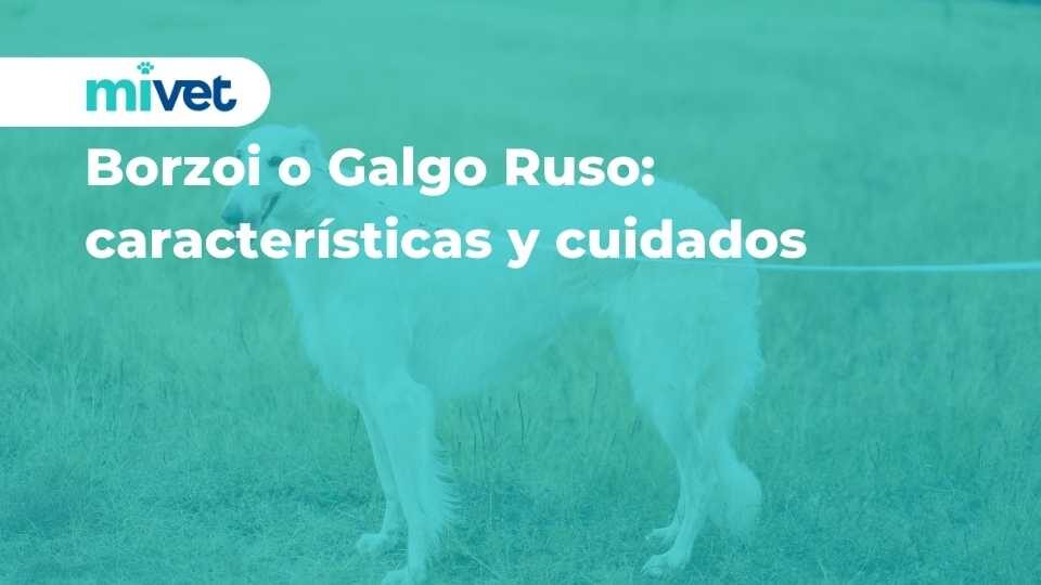 Borzoi o galgo ruso: características y cuidados