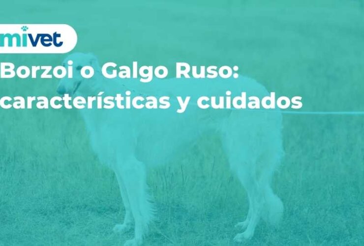 Borzoi o galgo ruso: características y cuidados