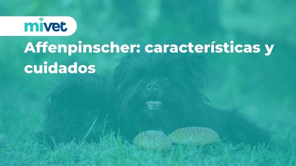 Affenpinscher: características y cuidados