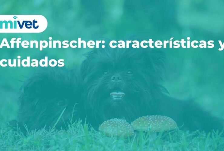 Affenpinscher: características y cuidados