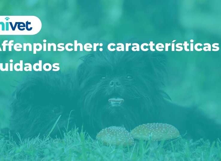 Affenpinscher: características y cuidados