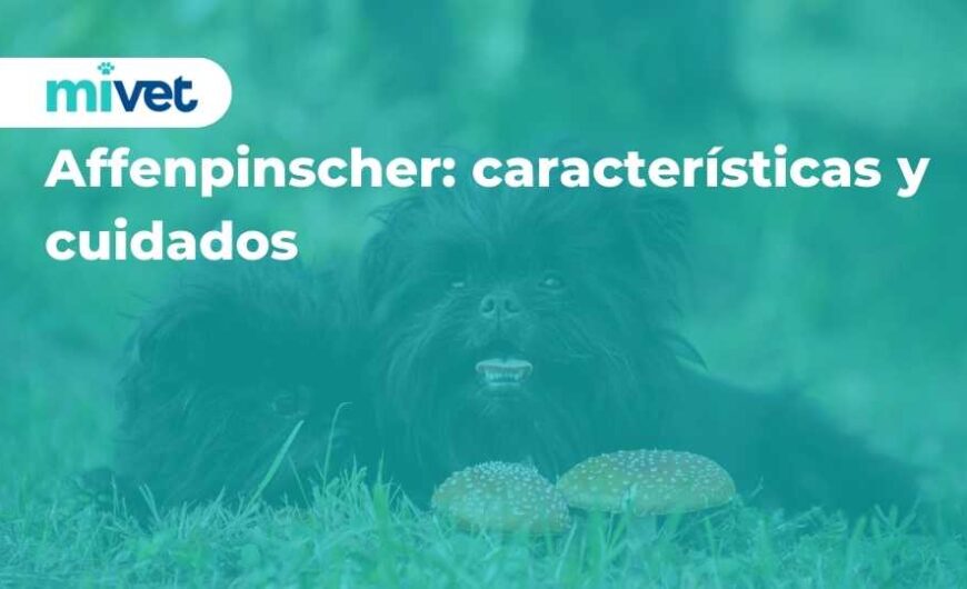 Affenpinscher: características y cuidados