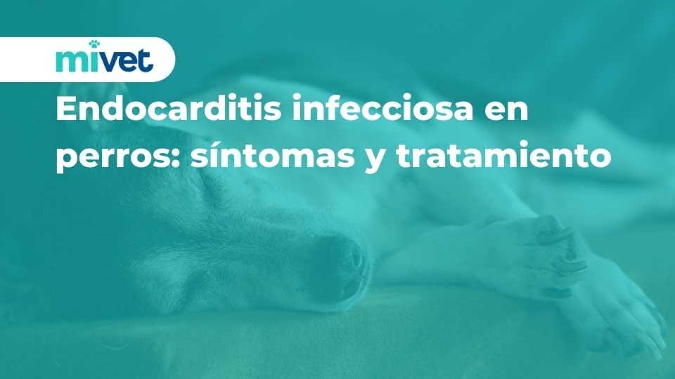 Endocarditis infecciosa en perros: síntomas y tratamiento