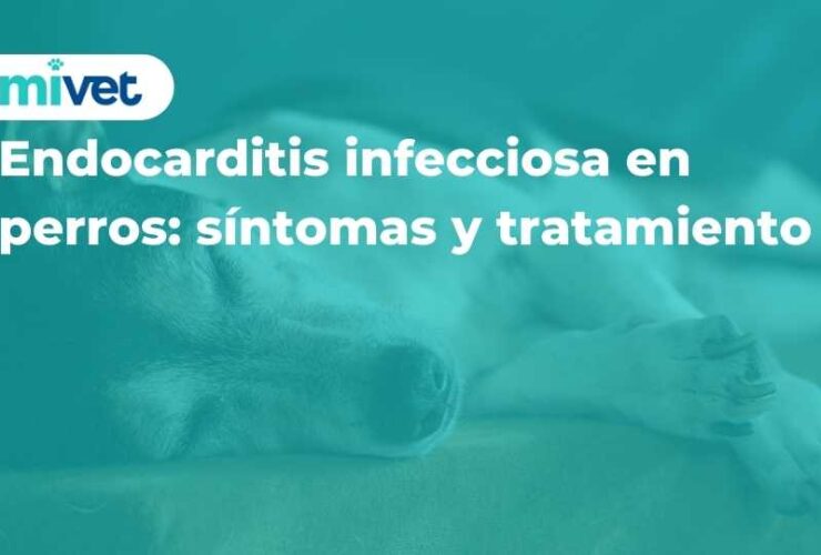 Endocarditis infecciosa en perros: síntomas y tratamiento