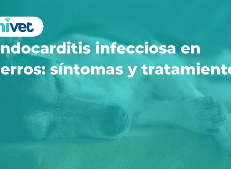Endocarditis infecciosa en perros: síntomas y tratamiento