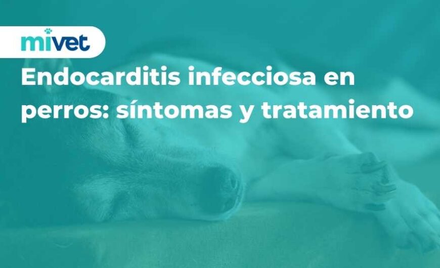 Endocarditis infecciosa en perros: síntomas y tratamiento