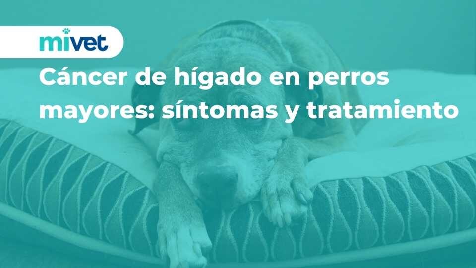 Cáncer de hígado en perros mayores: síntomas y tratamiento