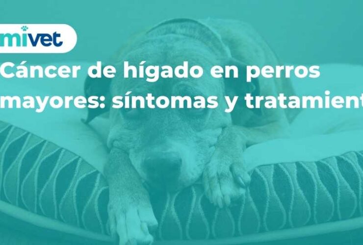 Cáncer de hígado en perros mayores: síntomas y tratamiento