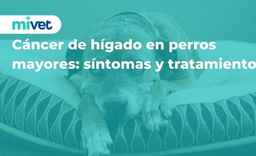 Cáncer de hígado en perros mayores: síntomas y tratamiento