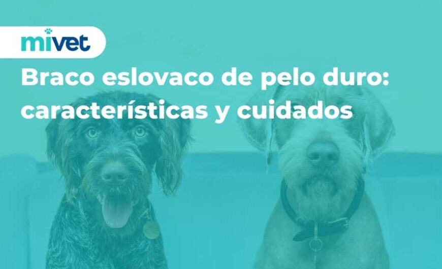 Braco eslovaco de pelo duro: características y cuidados