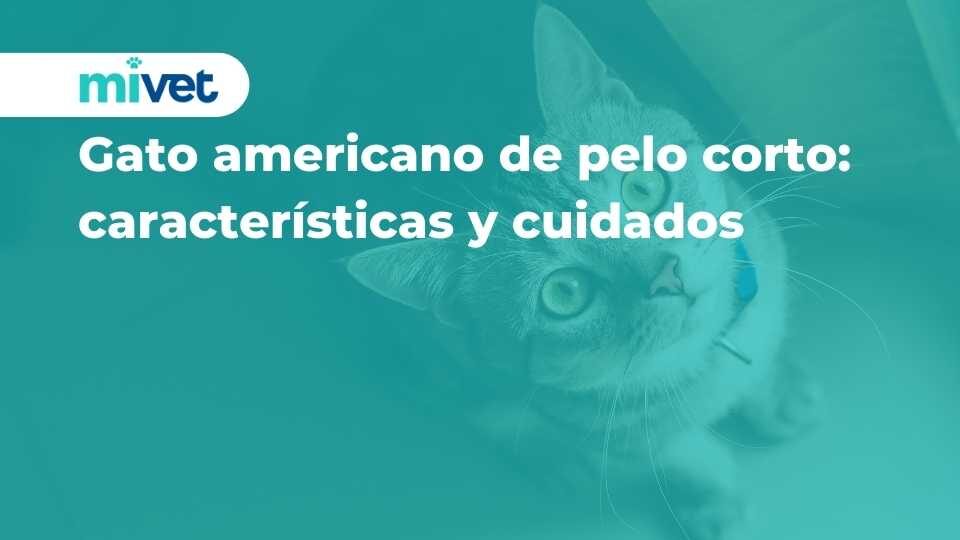 Gato americano de pelo corto: características y cuidados