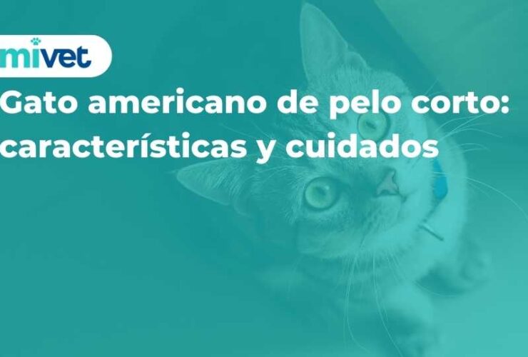 Gato americano de pelo corto: características y cuidados