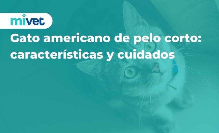 Gato americano de pelo corto: características y cuidados