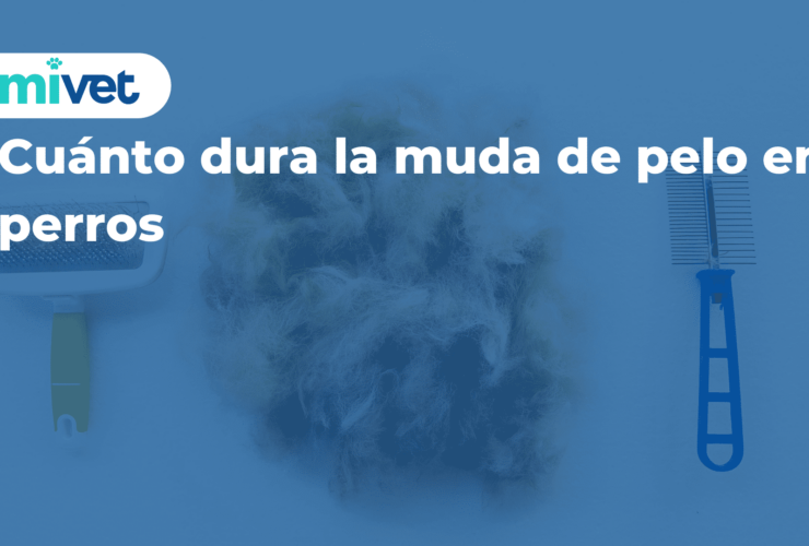 Cuánto dura la muda de pelo en perros