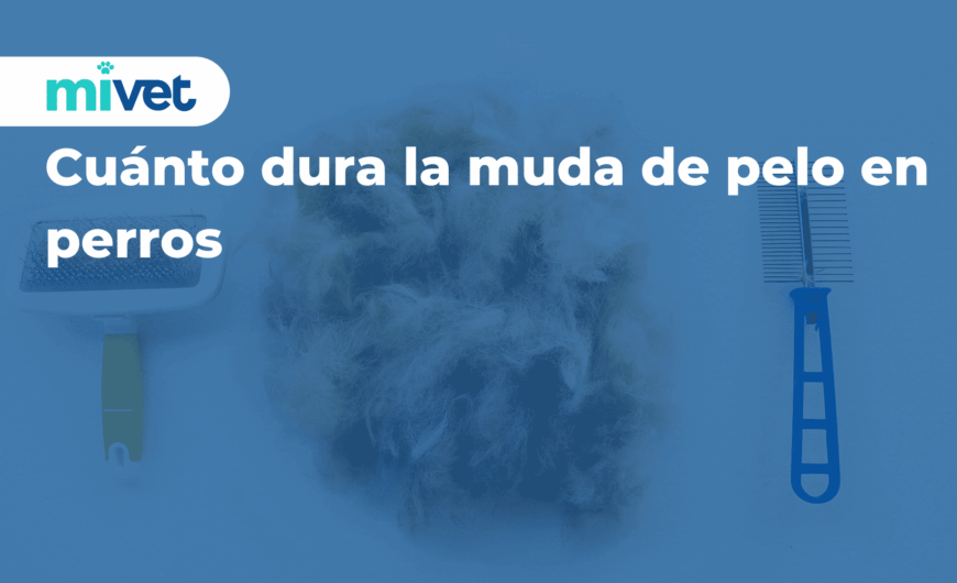 Cuánto dura la muda de pelo en perros