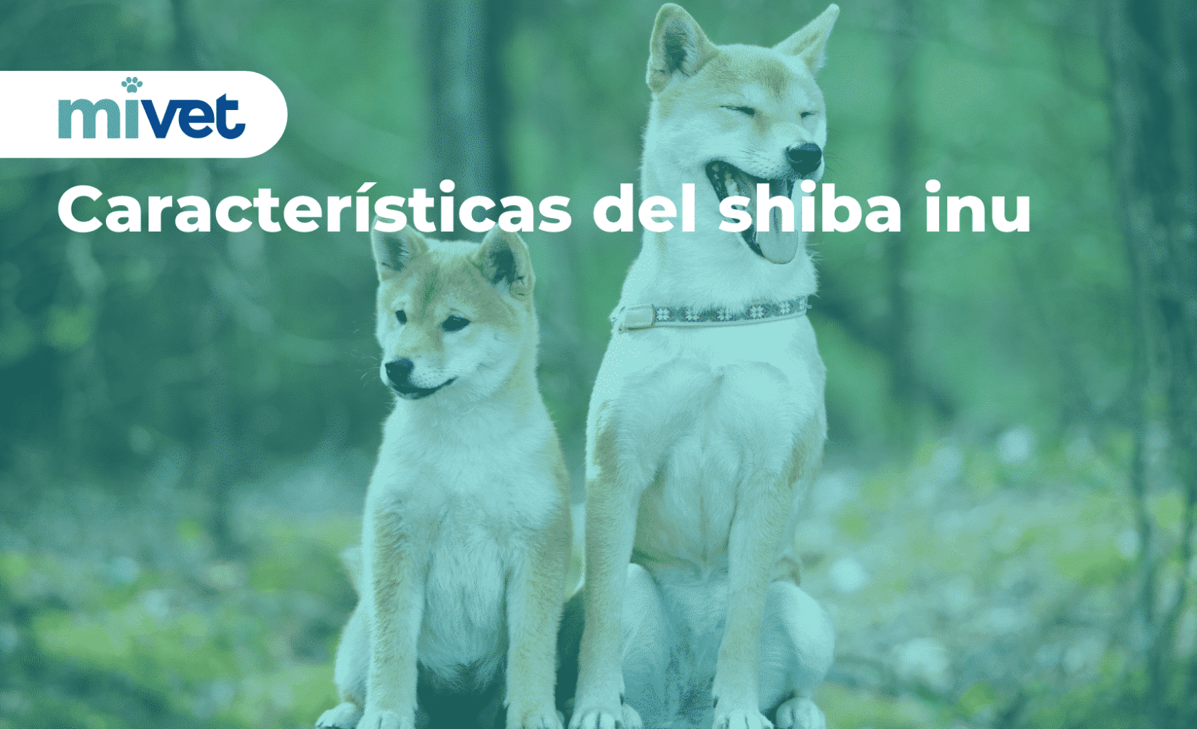Características del shiba inu