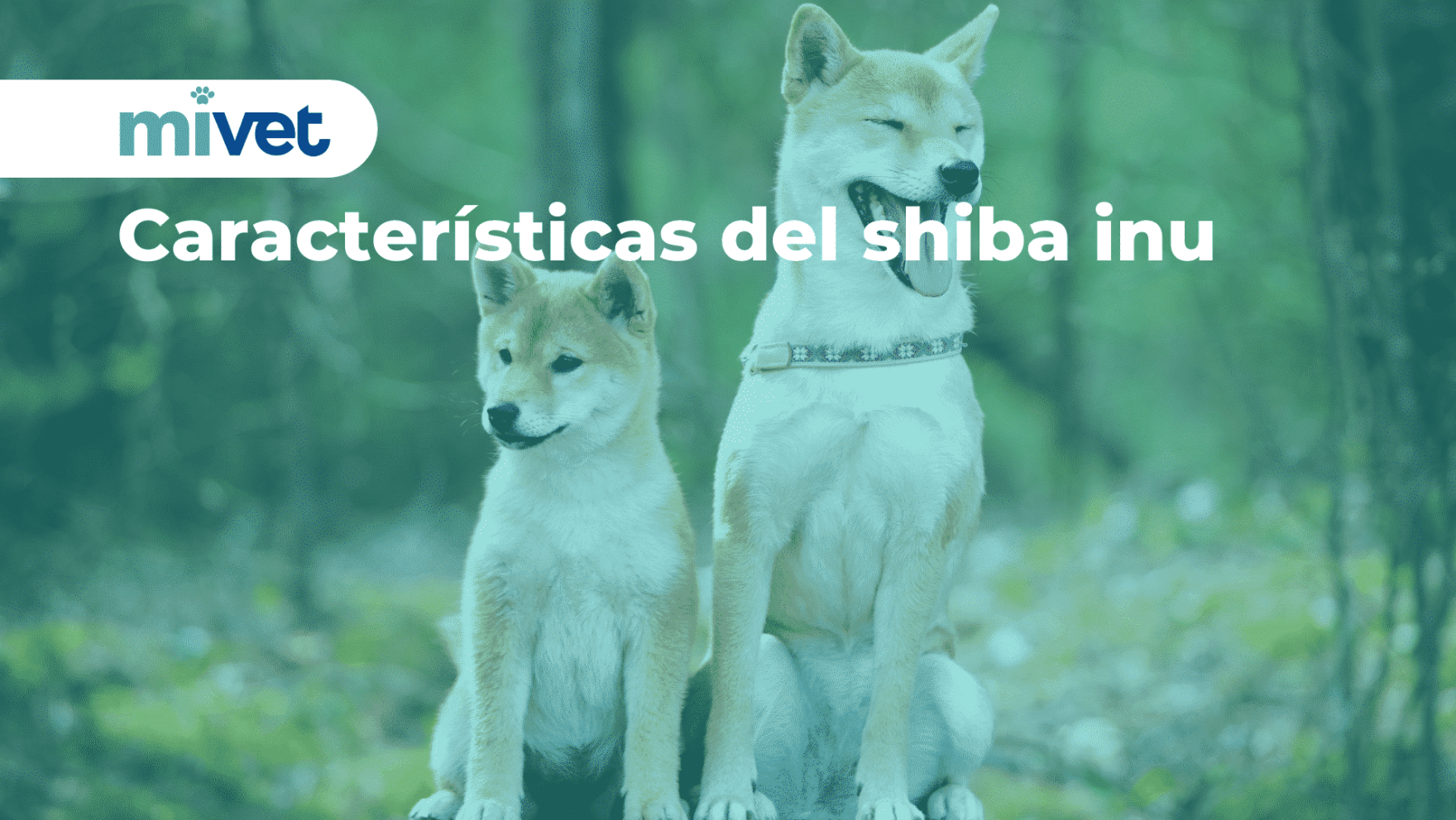 Características del shiba inu