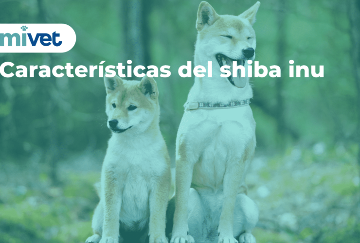 Características del shiba inu