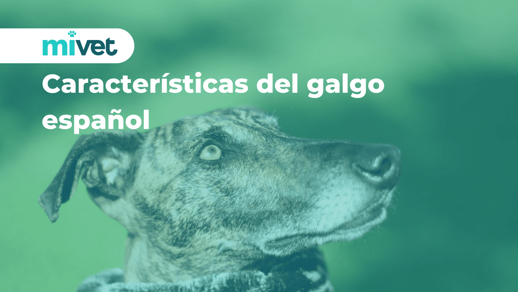 Características del galgo español