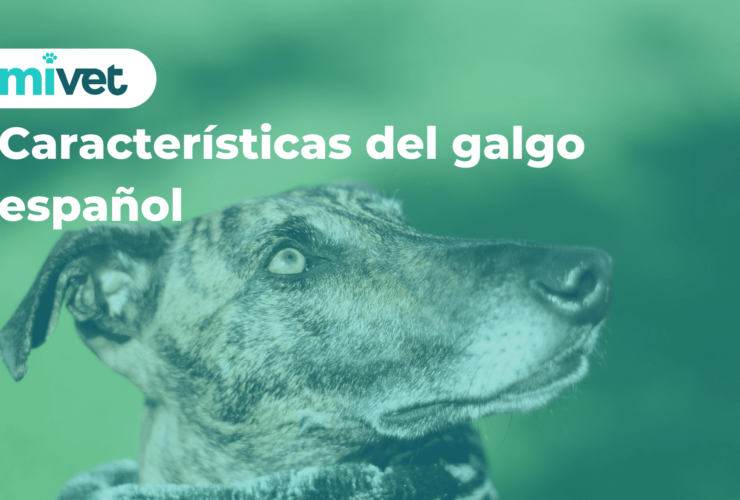 Características del galgo español