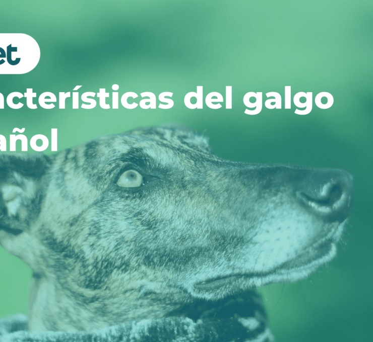 Características del galgo español
