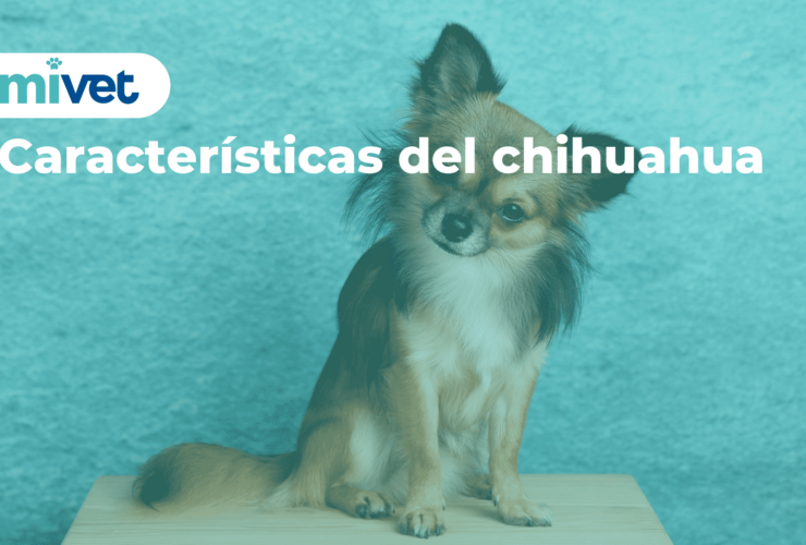 Características del chihuahua