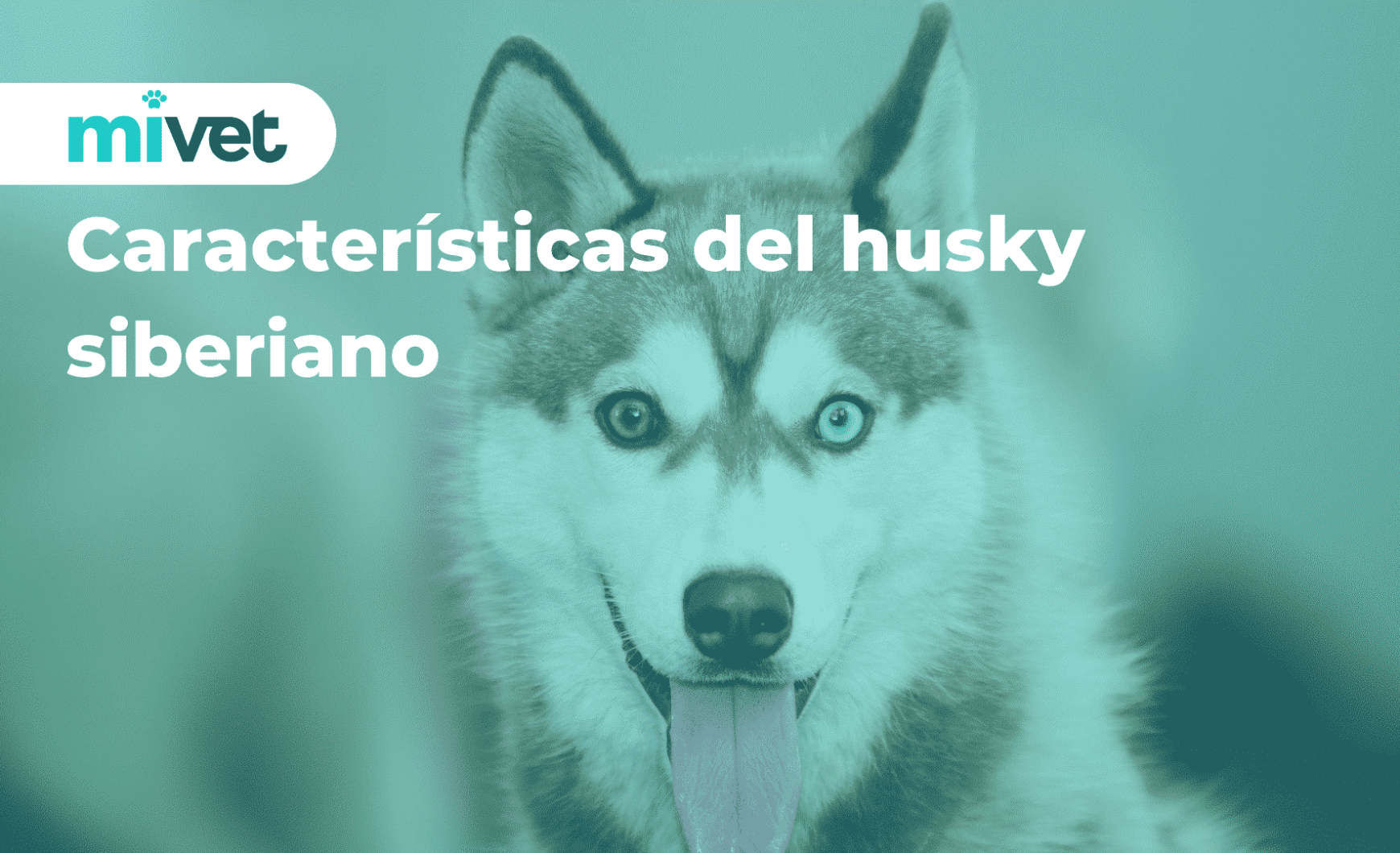 Características del husky siberiano