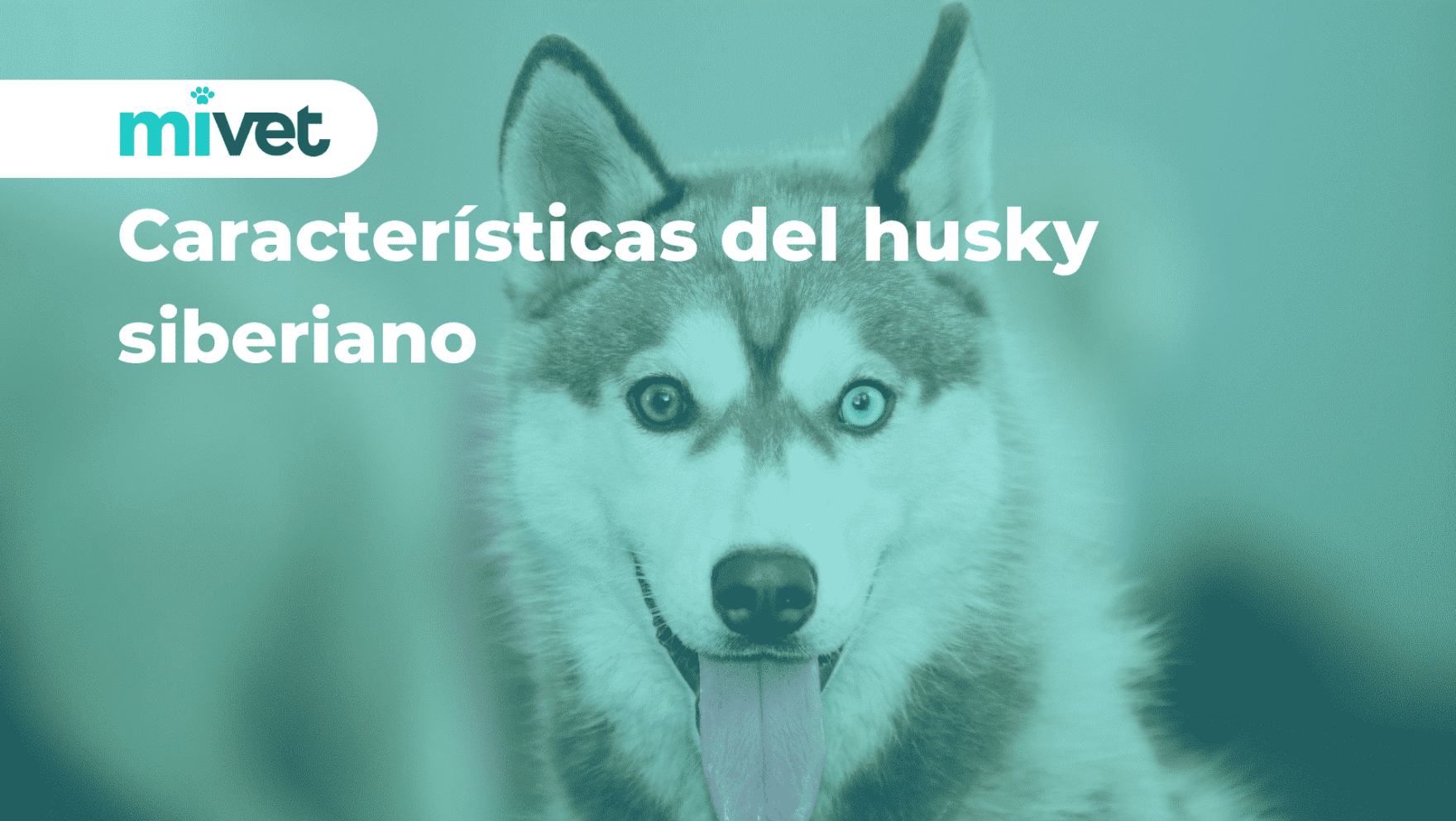 Características del husky siberiano