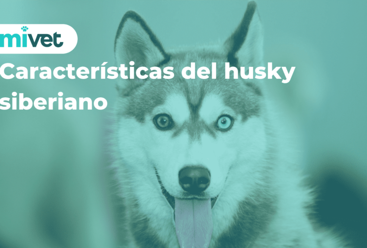 Características del husky siberiano