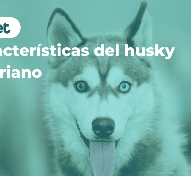 Características del husky siberiano