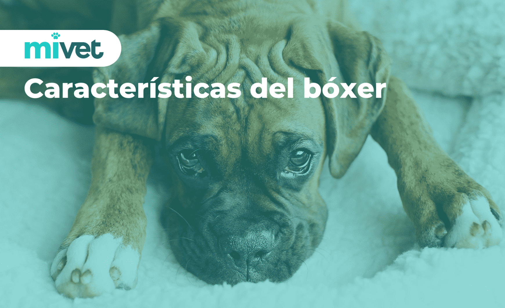 Características del bóxer