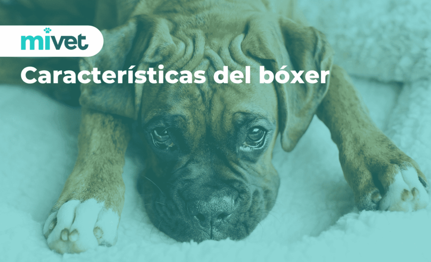 Características del bóxer