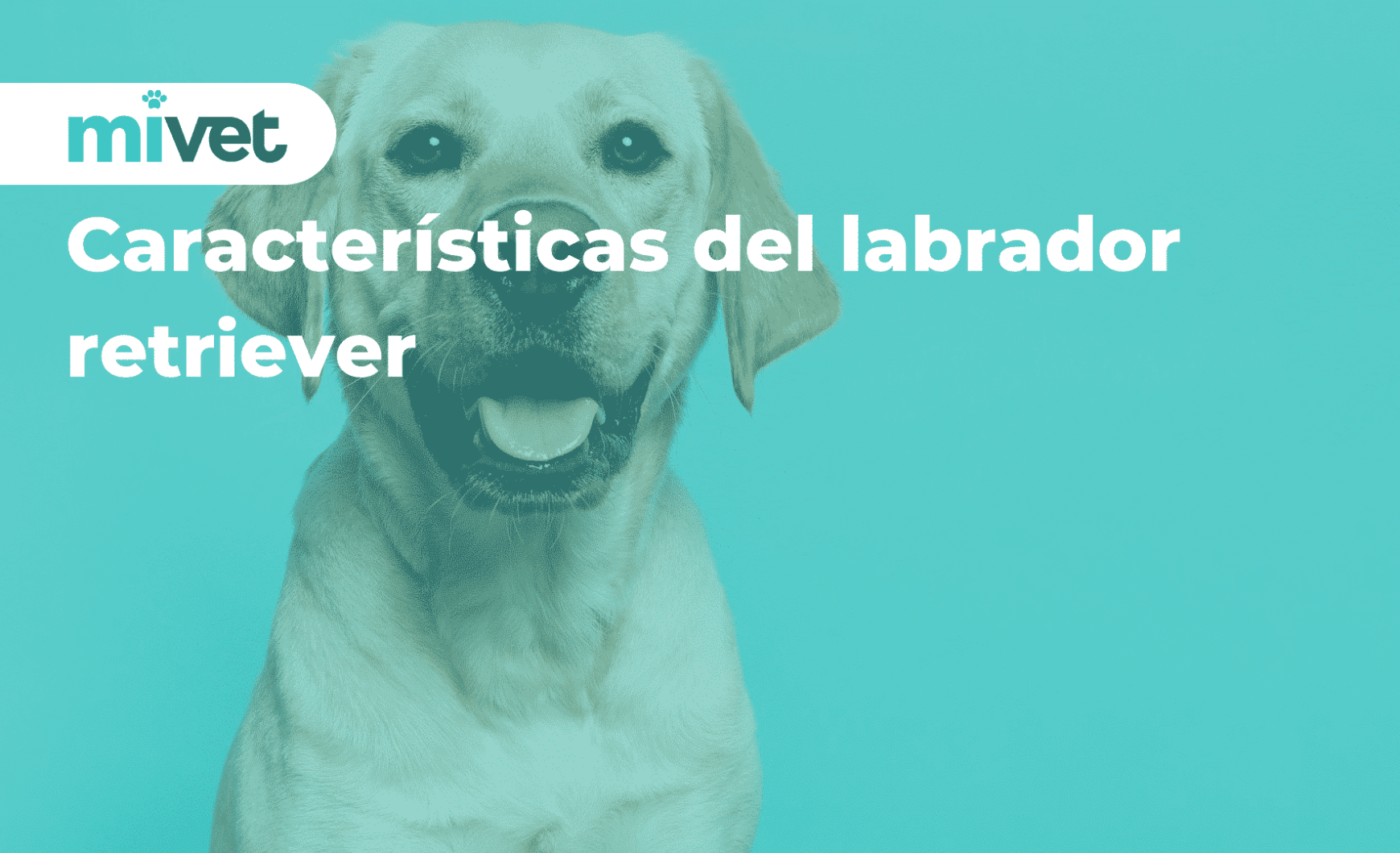 Características del labrador retriever