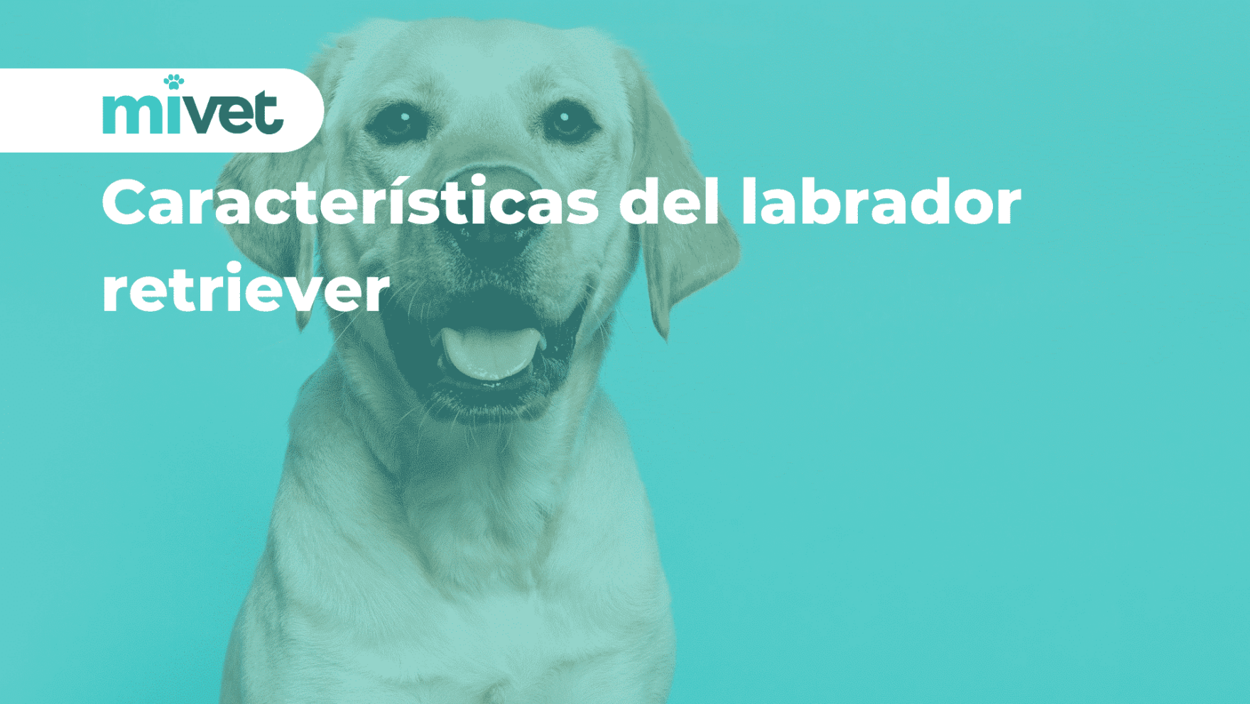 Características del labrador retriever