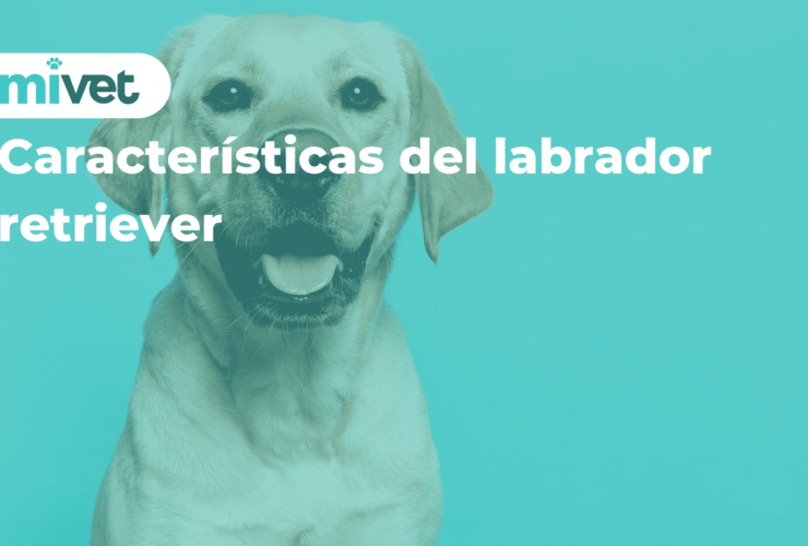 Características del labrador retriever