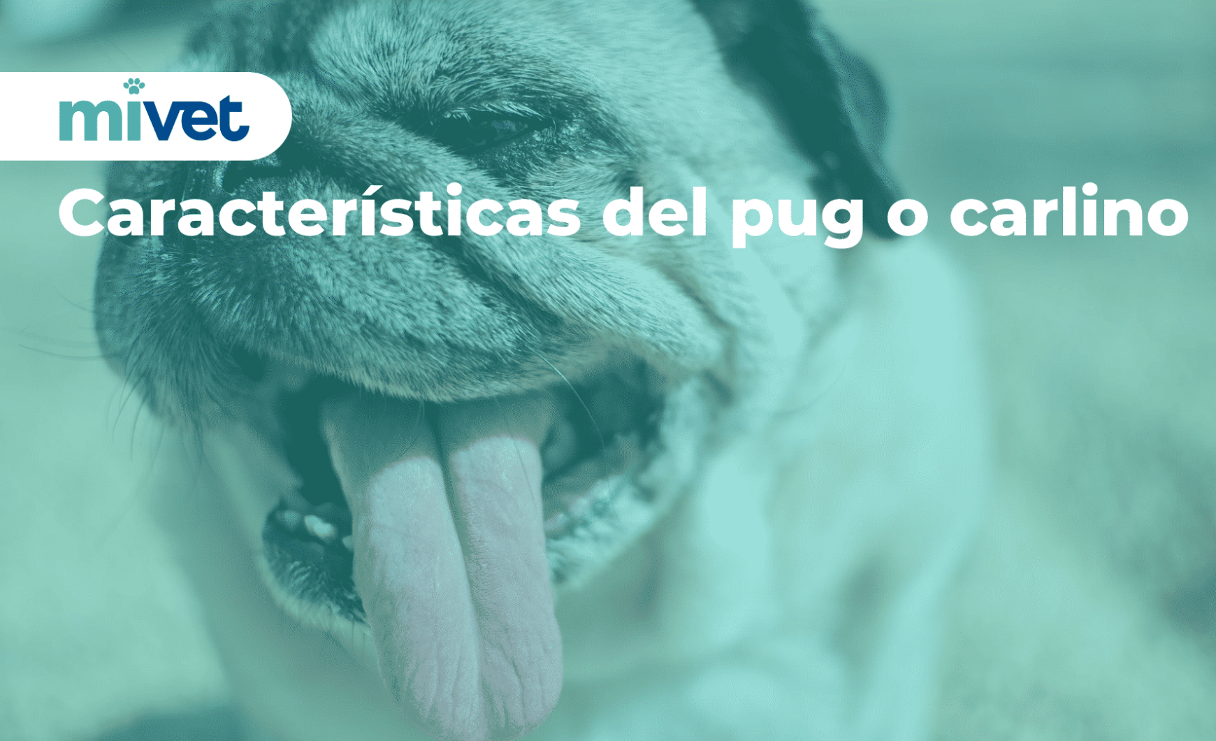 Características del pug o carlino
