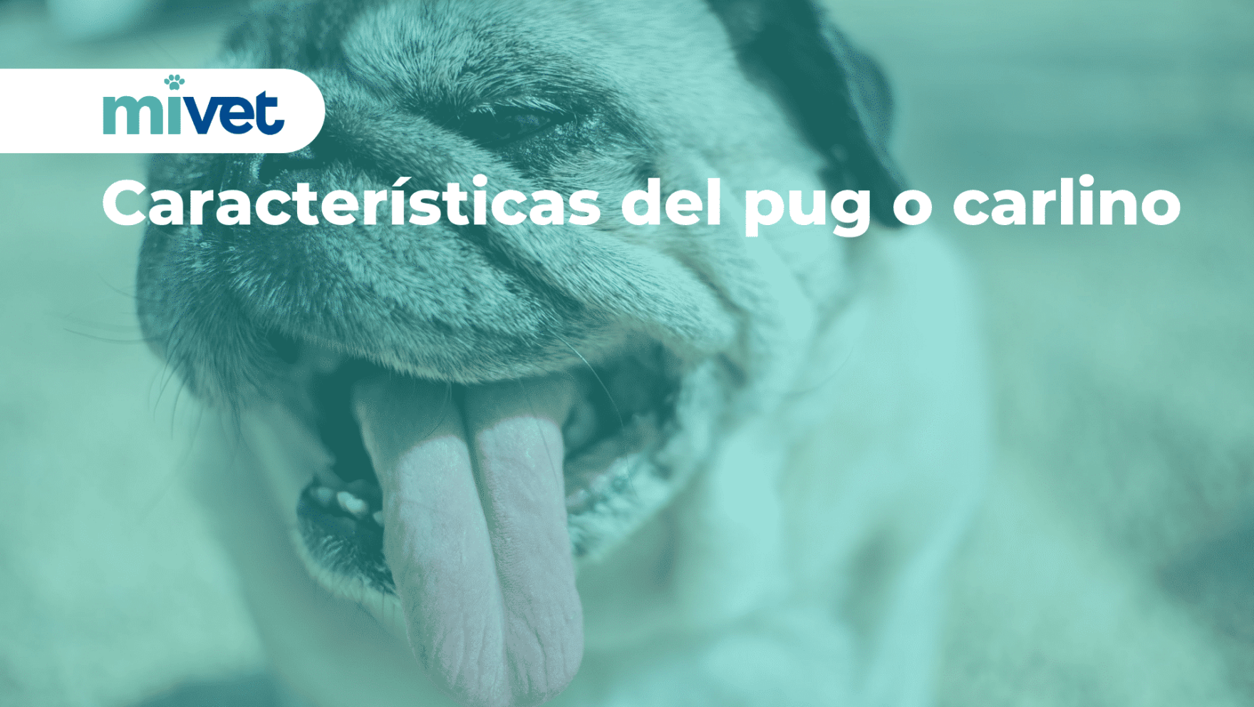 Características del pug o carlino