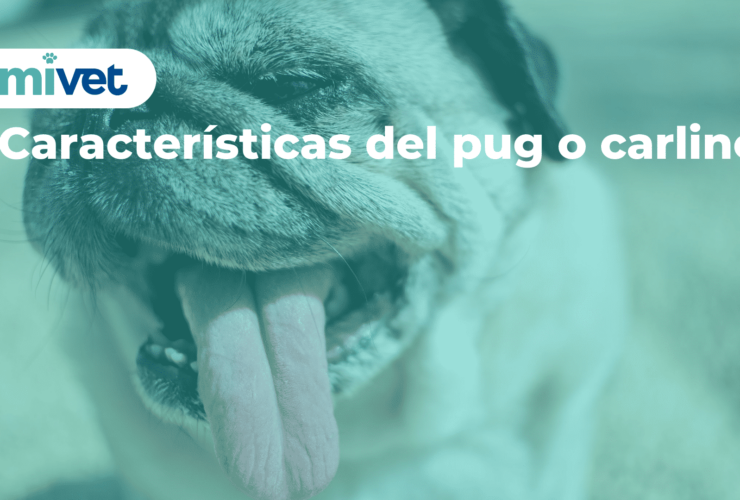 Características del pug o carlino