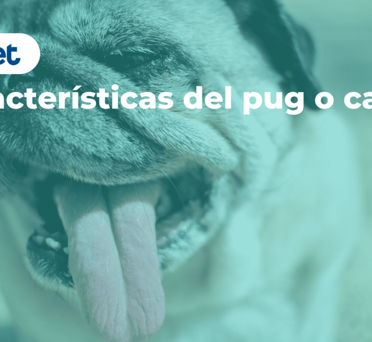 Características del pug o carlino