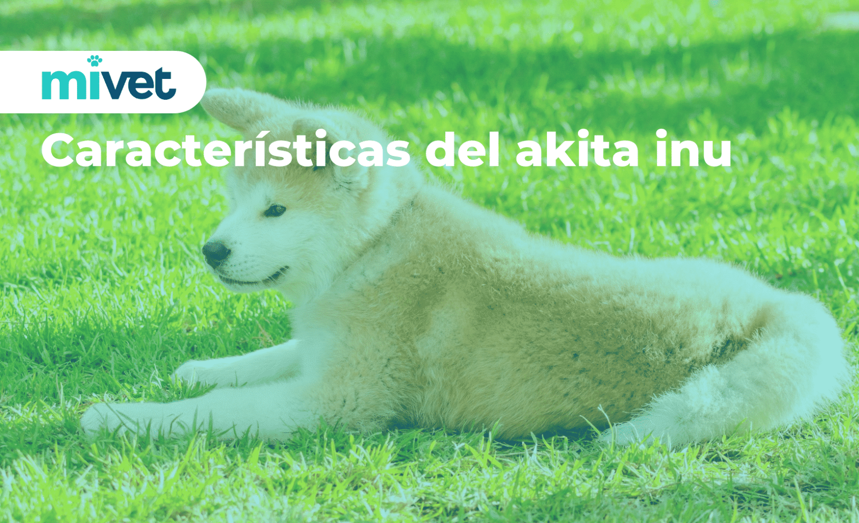 Características del akita inu