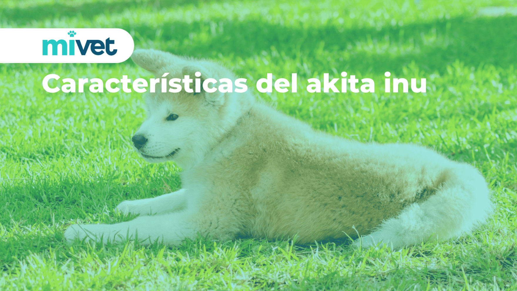 Características del akita inu