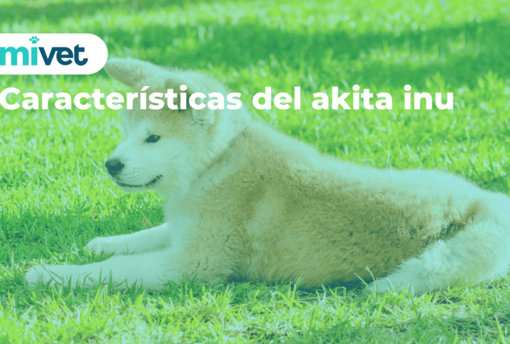 Características del akita inu