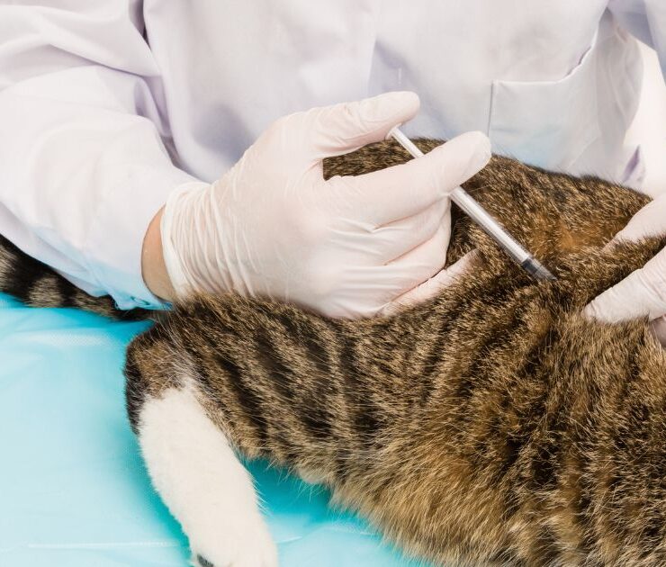 Cuándo vacunar a un gato